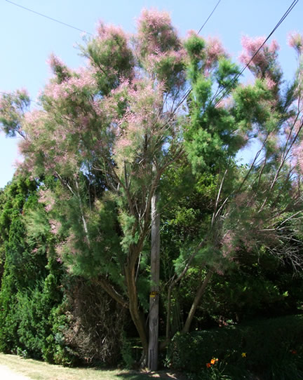 A large, mature plant growing in the gardens of Vineland Nursery, Vineland, Ontario, Canada,  (2011).